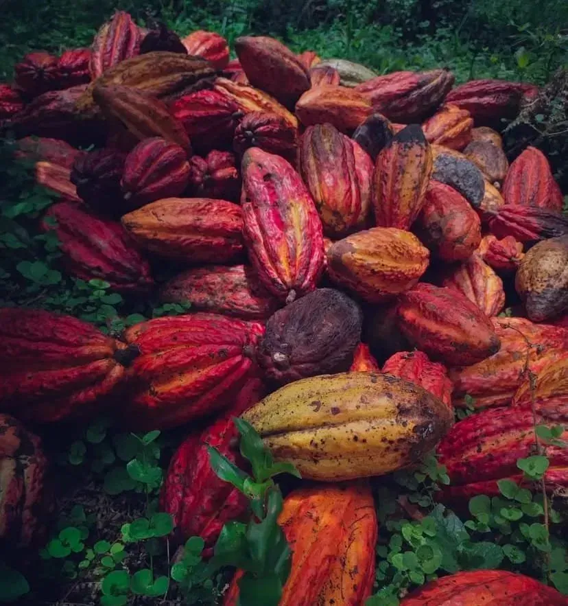 Mazorcas de cacao recién cosechadas, en tonos rojos, naranjas y amarillos.