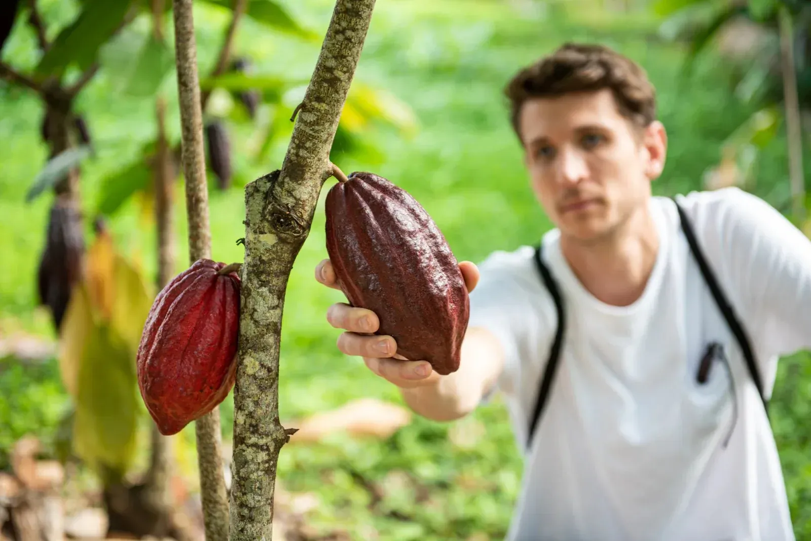 Una mano sostiene una mazorca de cacao roja y madura en un cultivo colombiano.