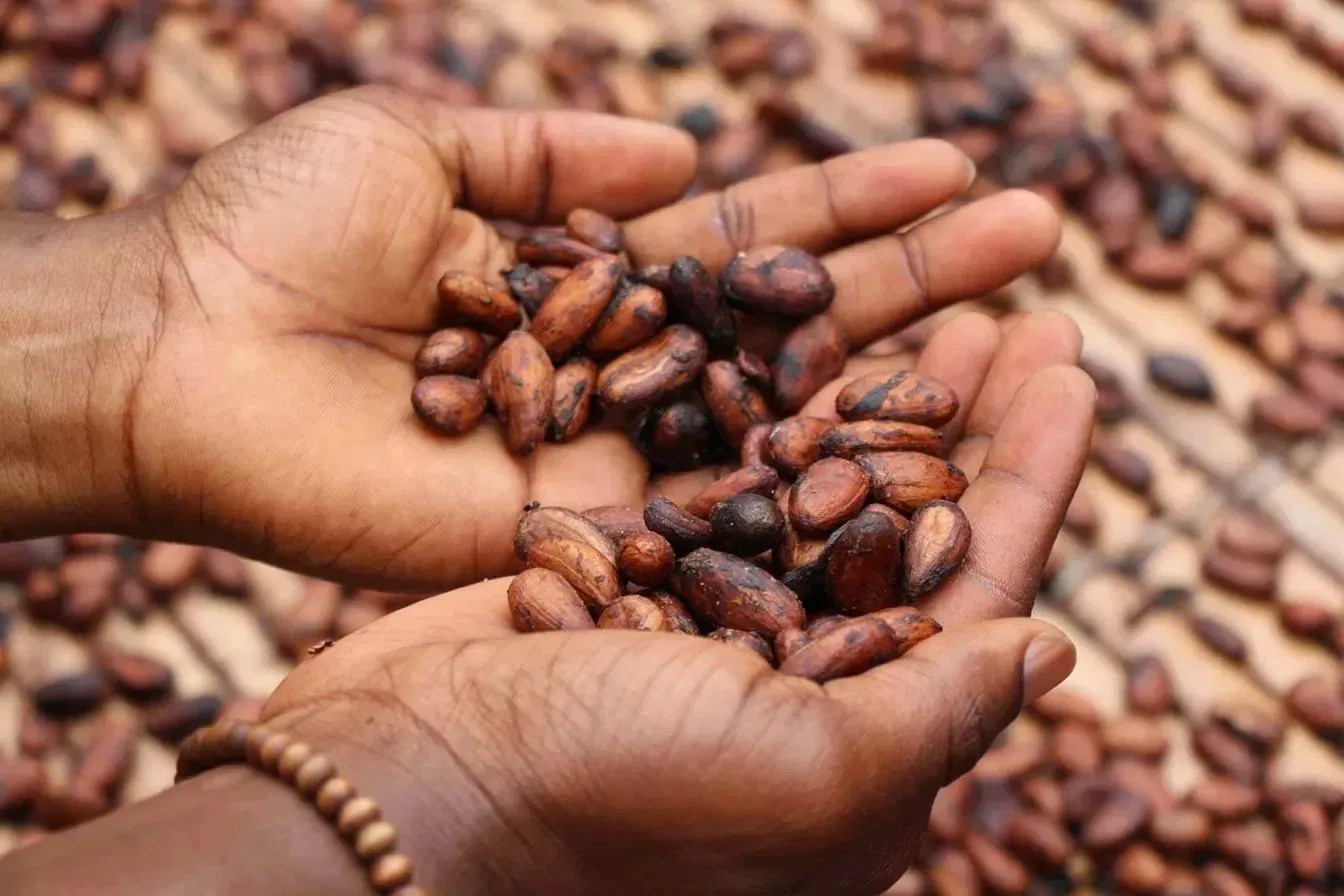 Manos sosteniendo granos de cacao crudo, recién fermentados, sobre un secadero.
