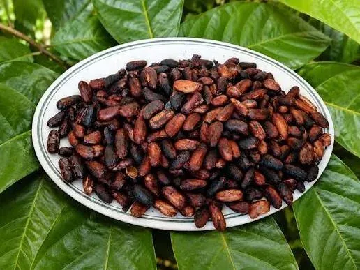 Granos de cacao tostados servidos en un plato sobre hojas verdes.
